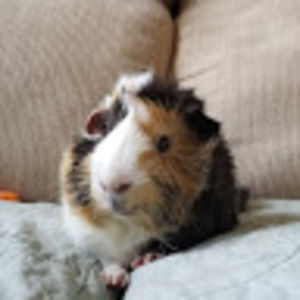 Meet your Posher, Rachael